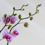 Kodėl krenta orchidėjų žiedai?