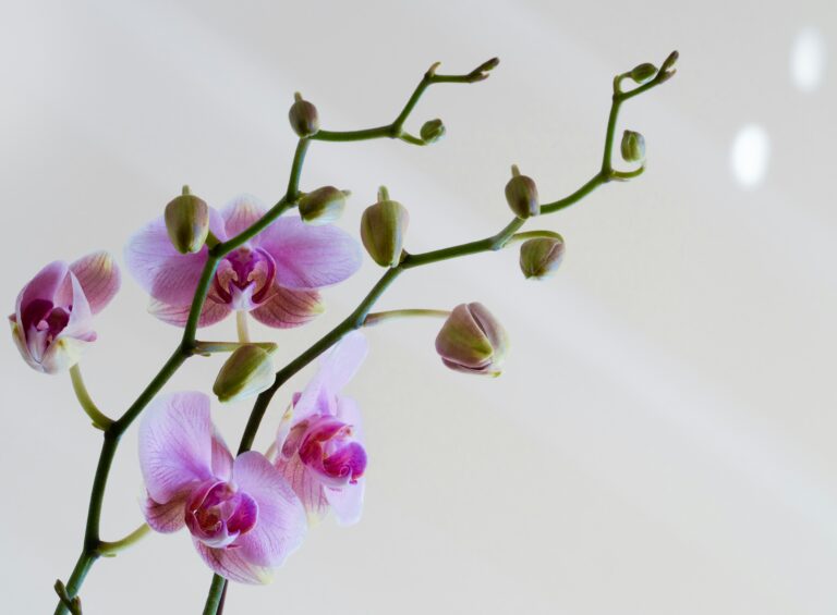 Kodėl krenta orchidėjų žiedai?